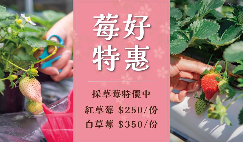 莓好優惠~倒數！別錯過這次草莓季